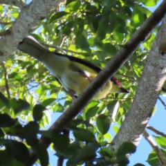 Sphecotheres vieilloti (Australasian Figbird) at Cairns City, QLD - 30 Mar 2023 by MatthewFrawley