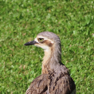 Burhinus grallarius (Bush Stone-curlew) at Cairns City, QLD - 29 Mar 2023 by MatthewFrawley