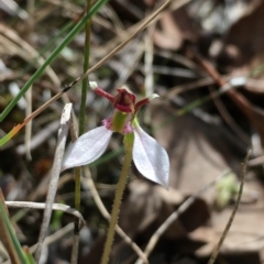 Eriochilus cucullatus (Parson's Bands) at Hall, ACT - 29 Mar 2023 by strigo