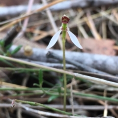 Eriochilus cucullatus at Hall, ACT - 30 Mar 2023