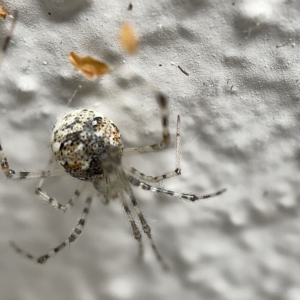 Cryptachaea gigantipes at Braddon, ACT - 30 Mar 2023