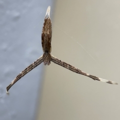 Deinopidae (family) (Net-casting Spider) at Braddon, ACT - 30 Mar 2023 by Hejor1