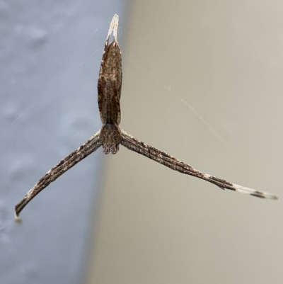 Deinopidae (family) (Net-casting Spider) at Braddon, ACT - 30 Mar 2023 by Hejor1