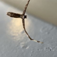 Deinopidae (family) at Braddon, ACT - 30 Mar 2023 02:00 PM