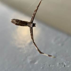 Deinopidae (family) at Braddon, ACT - 30 Mar 2023 02:00 PM