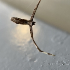 Deinopidae (family) at Braddon, ACT - 30 Mar 2023 02:00 PM