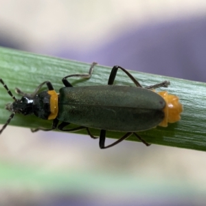 Chauliognathus lugubris at Braddon, ACT - 30 Mar 2023 01:56 PM