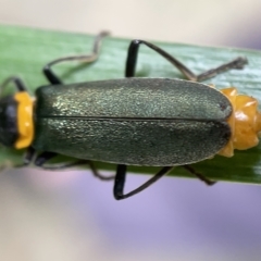 Chauliognathus lugubris at Braddon, ACT - 30 Mar 2023