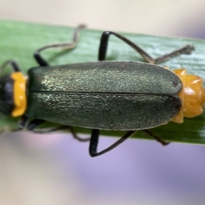 Chauliognathus lugubris at Braddon, ACT - 30 Mar 2023