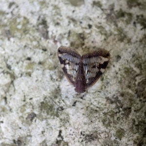 Scolypopa australis at Braddon, ACT - 30 Mar 2023