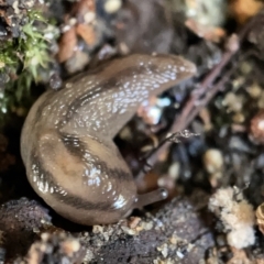 Ambigolimax sp. (valentius and waterstoni) (Striped Field Slug) at Braddon, ACT - 30 Mar 2023 by Hejor1