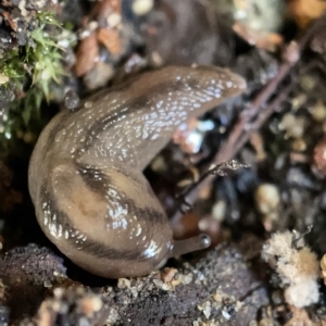 Ambigolimax nyctelia at Braddon, ACT - 30 Mar 2023