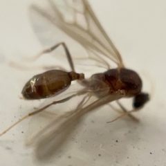 Formicidae (family) at Braddon, ACT - 30 Mar 2023