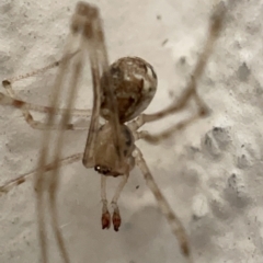 Cryptachaea gigantipes (White porch spider) at Braddon, ACT - 30 Mar 2023 by Hejor1