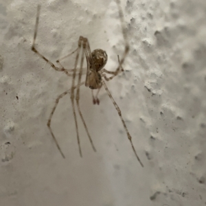 Cryptachaea gigantipes at Braddon, ACT - 30 Mar 2023