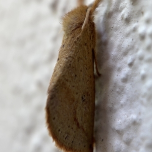 Fraus crocea at Braddon, ACT - 30 Mar 2023 01:32 PM