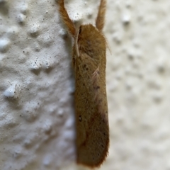 Fraus crocea at Braddon, ACT - 30 Mar 2023 01:32 PM