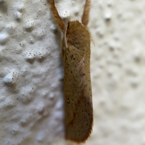 Fraus crocea at Braddon, ACT - 30 Mar 2023 01:32 PM