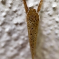 Fraus crocea at Braddon, ACT - 30 Mar 2023 01:32 PM