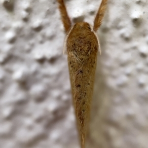 Fraus crocea at Braddon, ACT - 30 Mar 2023 01:32 PM