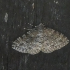 Epyaxa subidaria at Mongarlowe River - 29 Mar 2023 by arjay