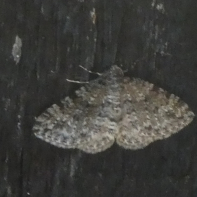 Epyaxa subidaria at Mongarlowe River - 29 Mar 2023 by arjay