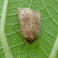 Diarsia intermixta (Chevron Cutworm, Orange Peel Moth.) at Charleys Forest, NSW - 29 Mar 2023 by arjay