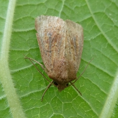 Diarsia intermixta (Chevron Cutworm, Orange Peel Moth.) at Mongarlowe River - 29 Mar 2023 by arjay