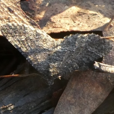 Larentiinae sp. at Mongarlowe River - 29 Mar 2023 by arjay