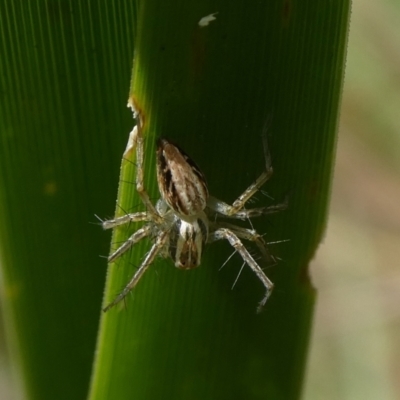 Oxyopes elegans (Elegant Lynx Spider) at Mongarlowe River - 28 Mar 2023 by arjay