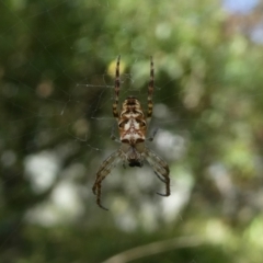 Plebs eburnus (Eastern bush orb-weaver) at Charleys Forest, NSW - 28 Mar 2023 by arjay