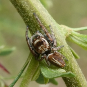 Opisthoncus grassator at Charleys Forest, NSW - 13 Mar 2023