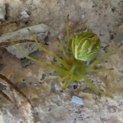 Sidymella sp. (genus) (A crab spider) at Charleys Forest, NSW - 24 Jan 2023 by arjay