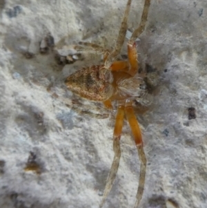 Hortophora transmarina at Charleys Forest, NSW - 24 Jan 2023