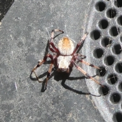 Hortophora sp. (genus) (Garden orb weaver) at Charleys Forest, NSW - 13 Dec 2022 by arjay