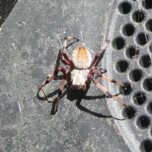 Hortophora sp. (genus) at Charleys Forest, NSW - suppressed