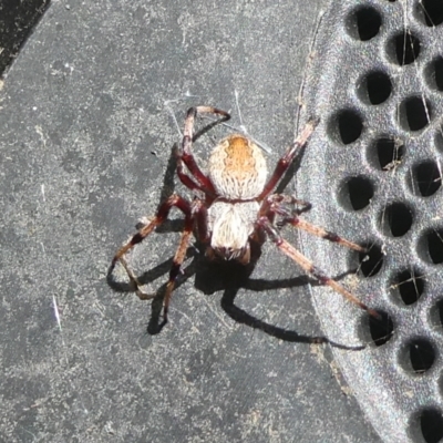 Hortophora sp. (genus) (Garden orb weaver) at Mongarlowe River - 13 Dec 2022 by arjay