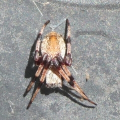 Hortophora sp. (genus) at Charleys Forest, NSW - suppressed