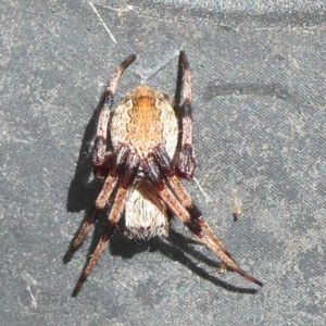 Hortophora sp. (genus) at Charleys Forest, NSW - suppressed