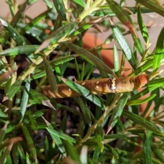 Oenochroma vinaria (Pink-bellied Moth, Hakea Wine Moth) at Holder, ACT - 30 Mar 2023 by Miranda