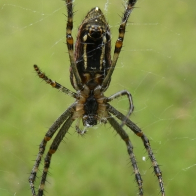 Plebs bradleyi (Enamelled spider) at Charleys Forest, NSW - 27 Jan 2022 by arjay