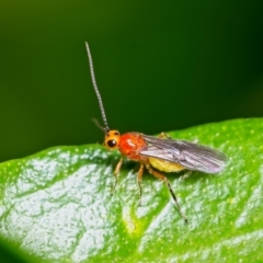 Braconidae (family) (Unidentified braconid wasp) at Weston, ACT - 27 Mar 2023 by Kenp12