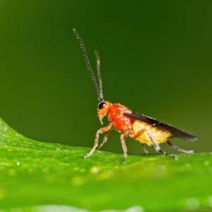 Braconidae (family) at Weston, ACT - 27 Mar 2023