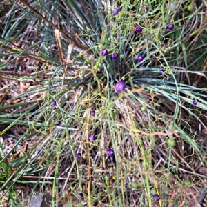 Dianella tarda at Watson, ACT - 30 Mar 2023 10:00 AM