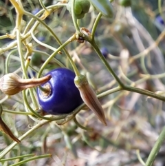 Dianella tarda at Watson, ACT - 30 Mar 2023 10:00 AM