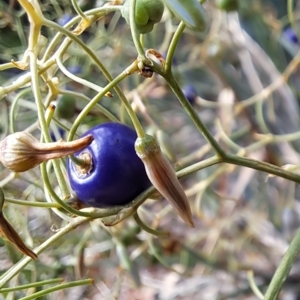 Dianella tarda at Watson, ACT - 30 Mar 2023 10:00 AM