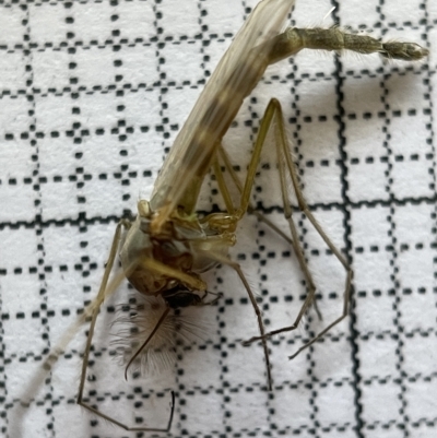 Chironomidae (family) (Non-biting Midge) at Jerrabomberra Wetlands - 25 Mar 2023 by Hejor1