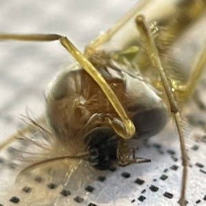 Chironomidae (family) at Fyshwick, ACT - 25 Mar 2023 02:52 PM