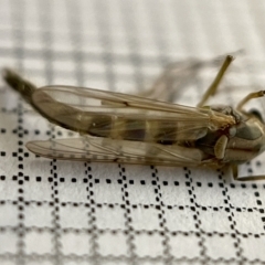 Chironomidae (family) at Fyshwick, ACT - 25 Mar 2023 02:52 PM