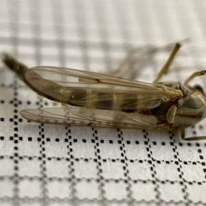 Chironomidae (family) at Fyshwick, ACT - 25 Mar 2023